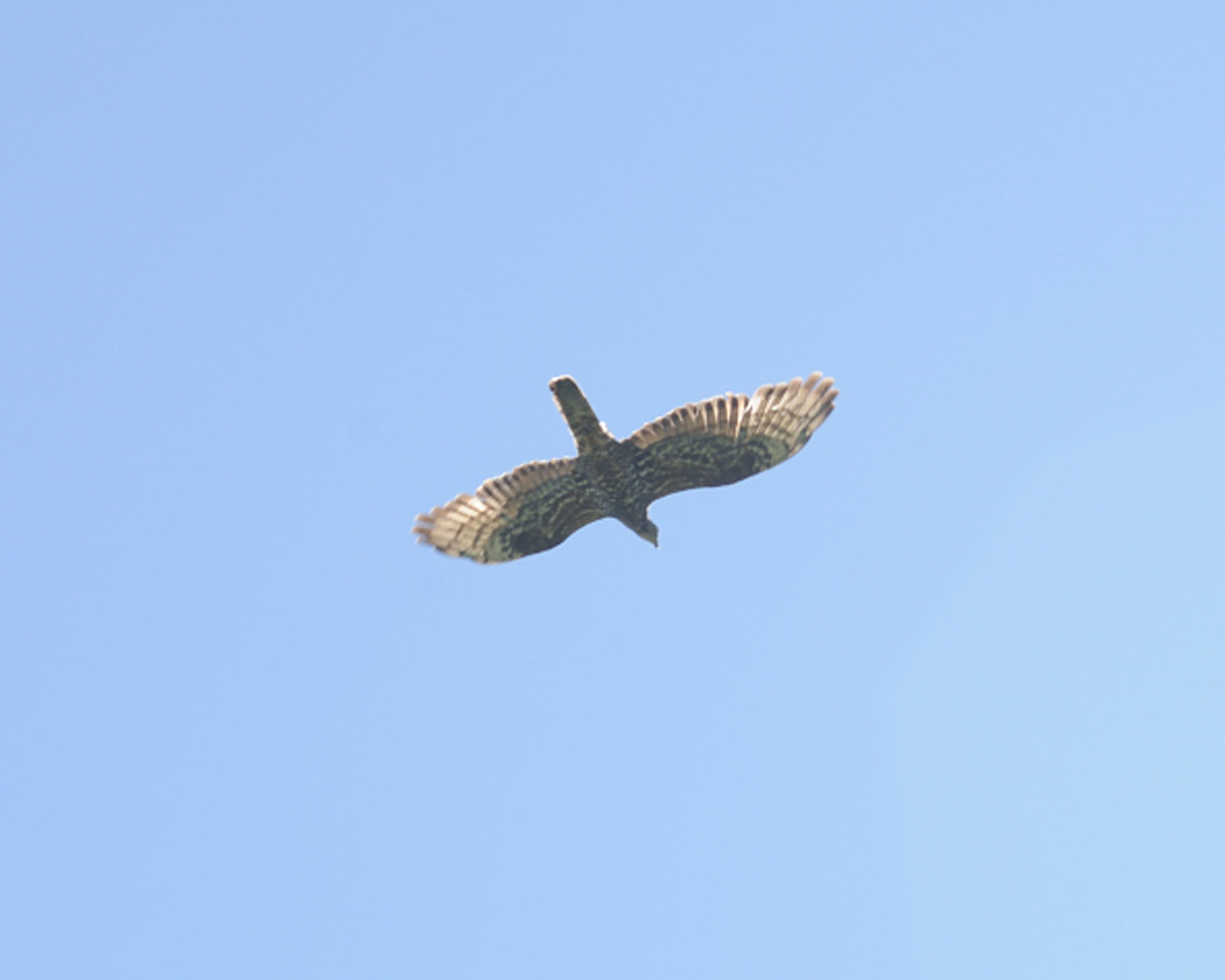 Falco pecchiaiolo? Aiuto identificazione!!!